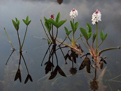 MENYANTHES TRIFOLIATA.jpg